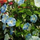 15 Seeds Morning Glory- Flying Saucer