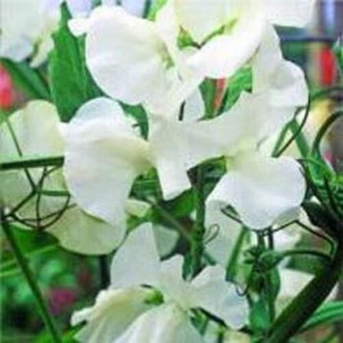 15 Seeds Sweet Pea- Royal White- (Lathyrus Odoratus)