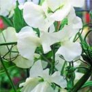 15 Seeds Sweet Pea- Royal White- (Lathyrus Odoratus)