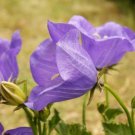 200 Seeds Tussock Bellflower- Purple/Blue