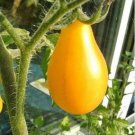 50 Seeds Tomato- Yellow Pear