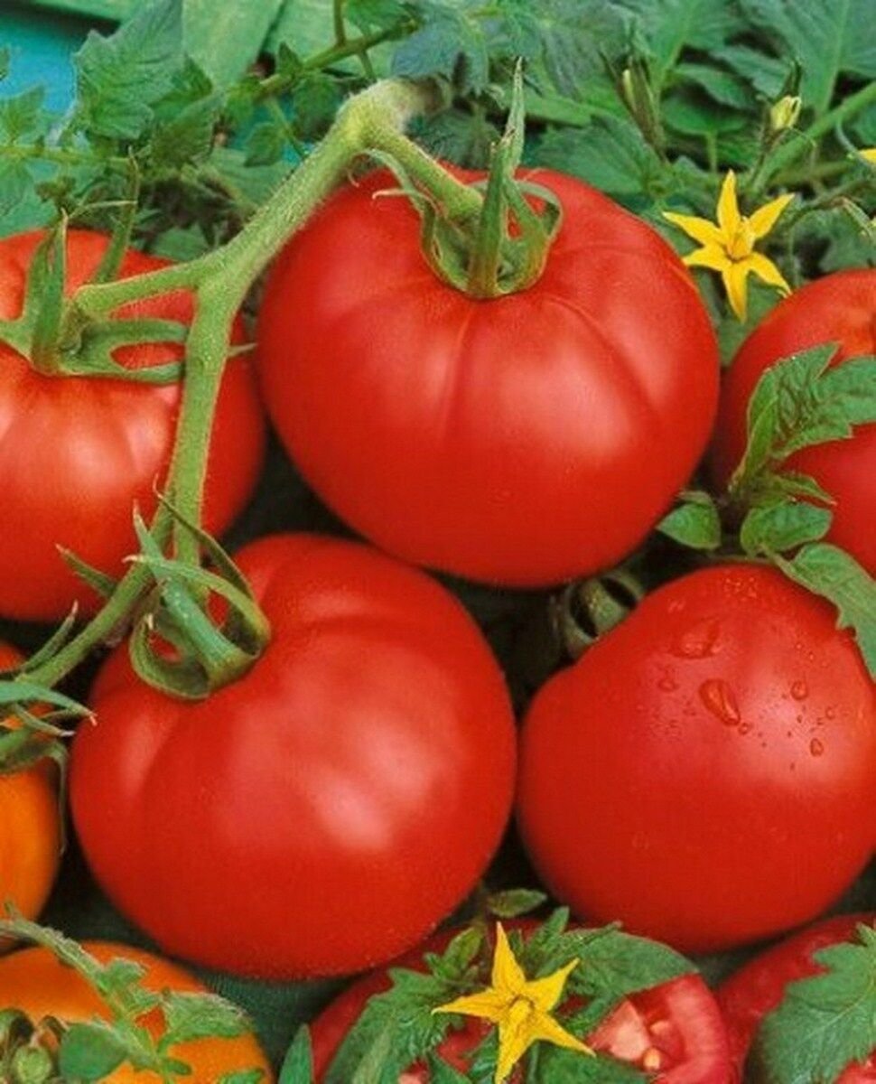 50 Seeds Tomato- Ace 55