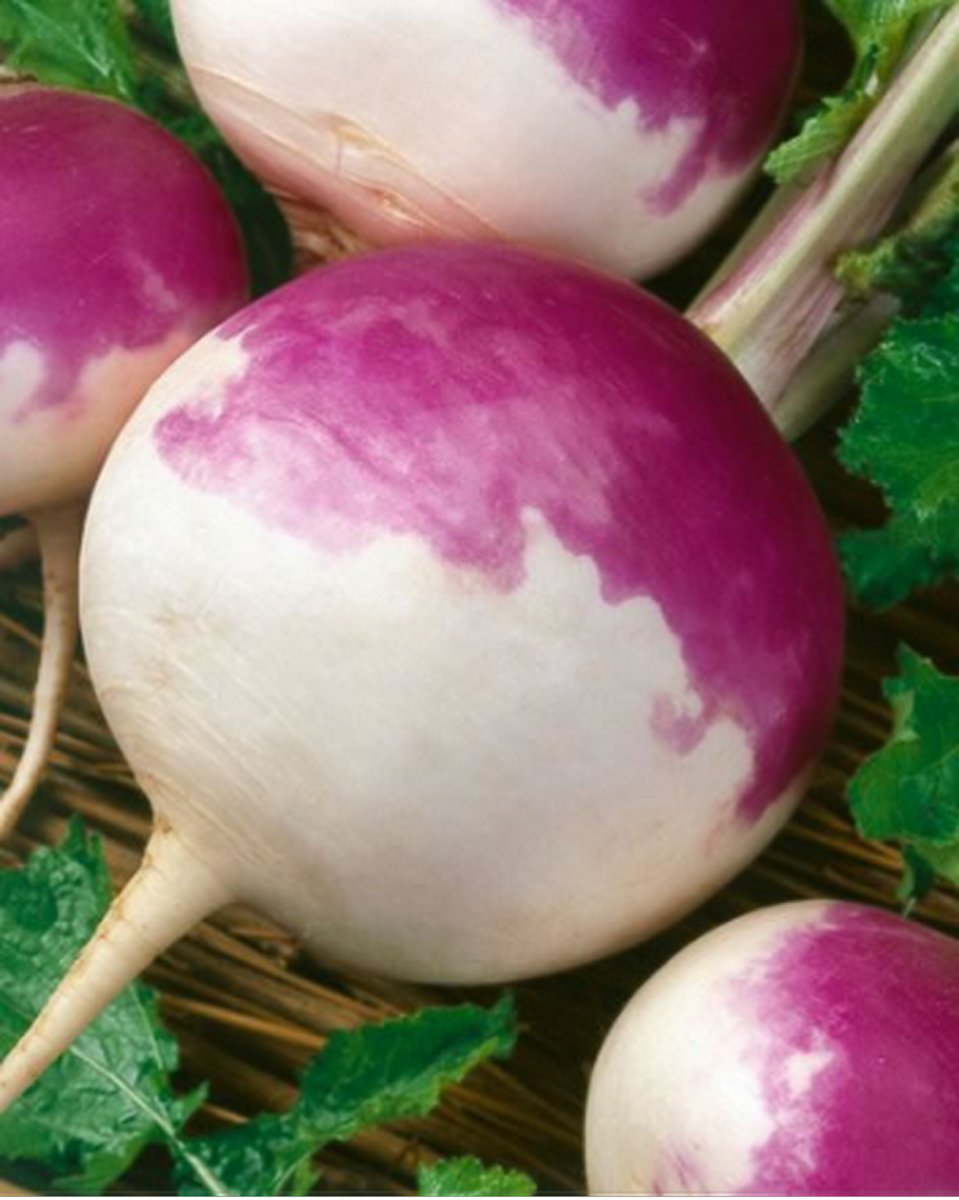 100 Seeds Turnip- Purple top- white globe