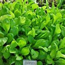 100 Seeds Spinach- Mustard (Tendergreens)