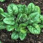 100 Seeds Spinach- Bloomsdale