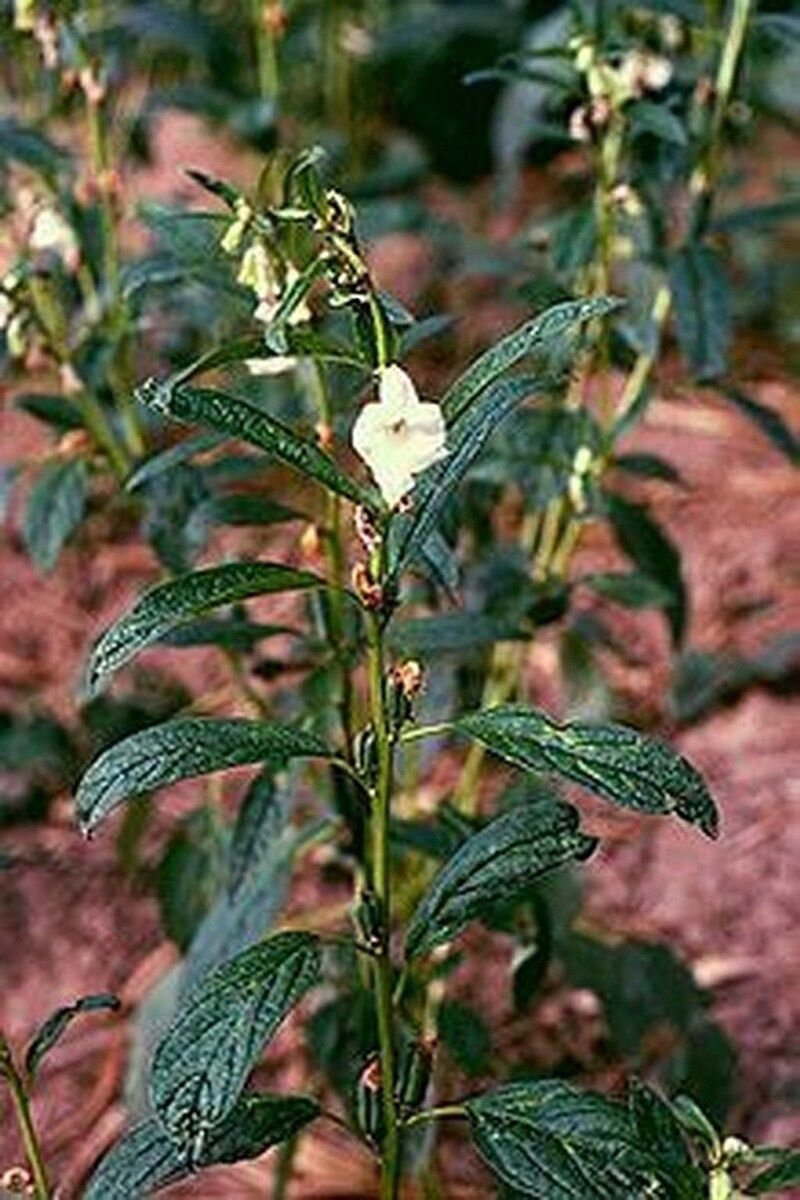100 Seeds Sesame- Herb