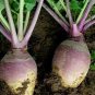 200 Seeds Rutabaga- Laurentain
