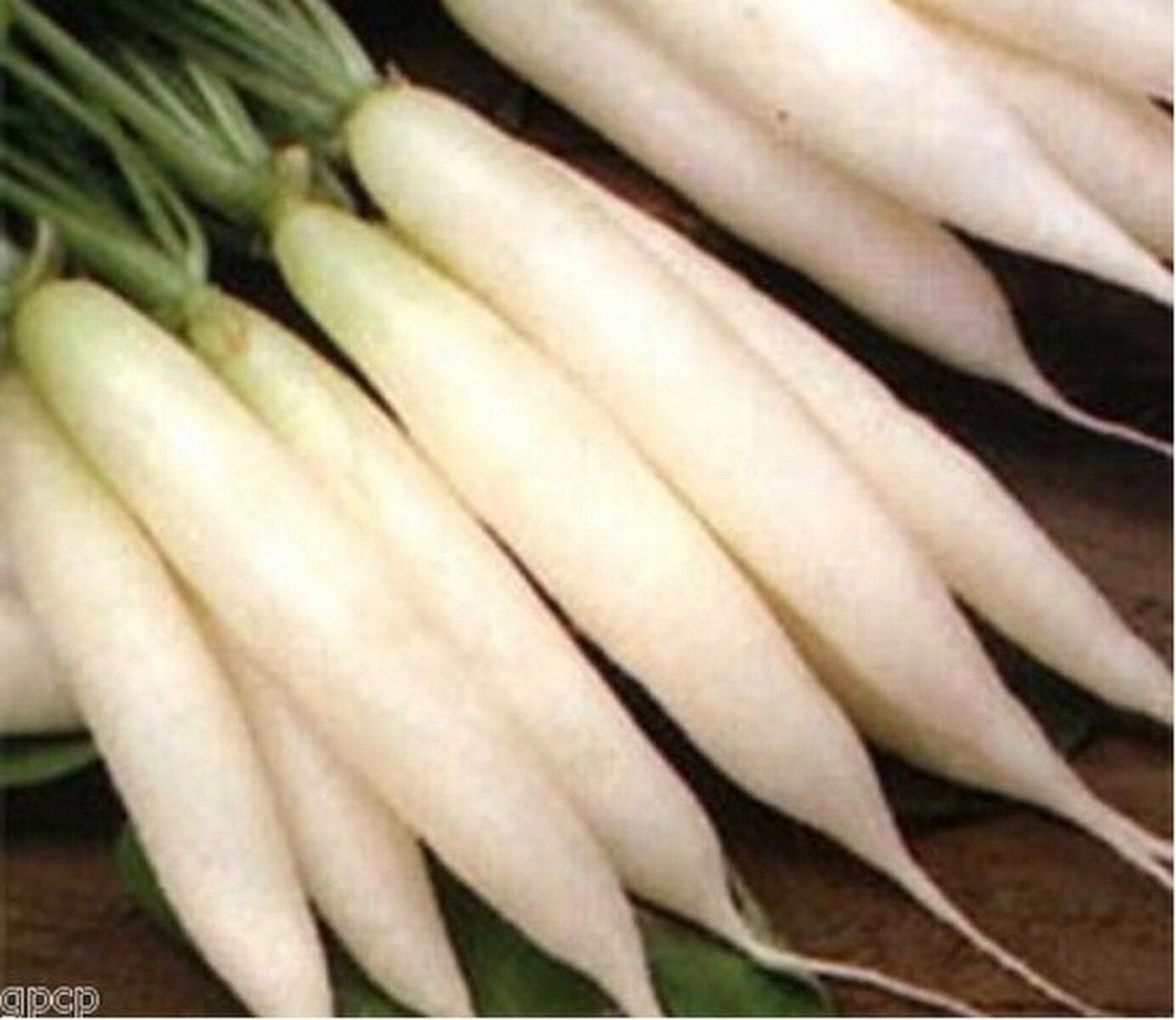 200 Seeds Radish- White Icicle