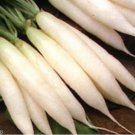 200 Seeds Radish- White Icicle