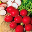 200 Seeds Radish- Cherry Belle