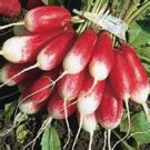 200 Seeds Radish- French Breakfast