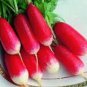 200 Seeds Radish- French Breakfast