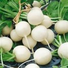 200 Seeds Radish- Hailstone