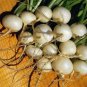 200 Seeds Radish- Hailstone