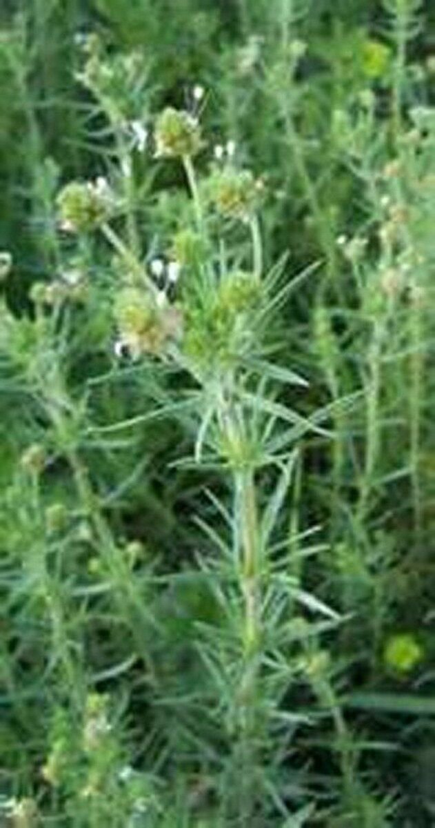 100 Seeds Psyllium- Herb