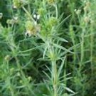 100 Seeds Psyllium- Herb