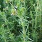 100 Seeds Psyllium- Herb