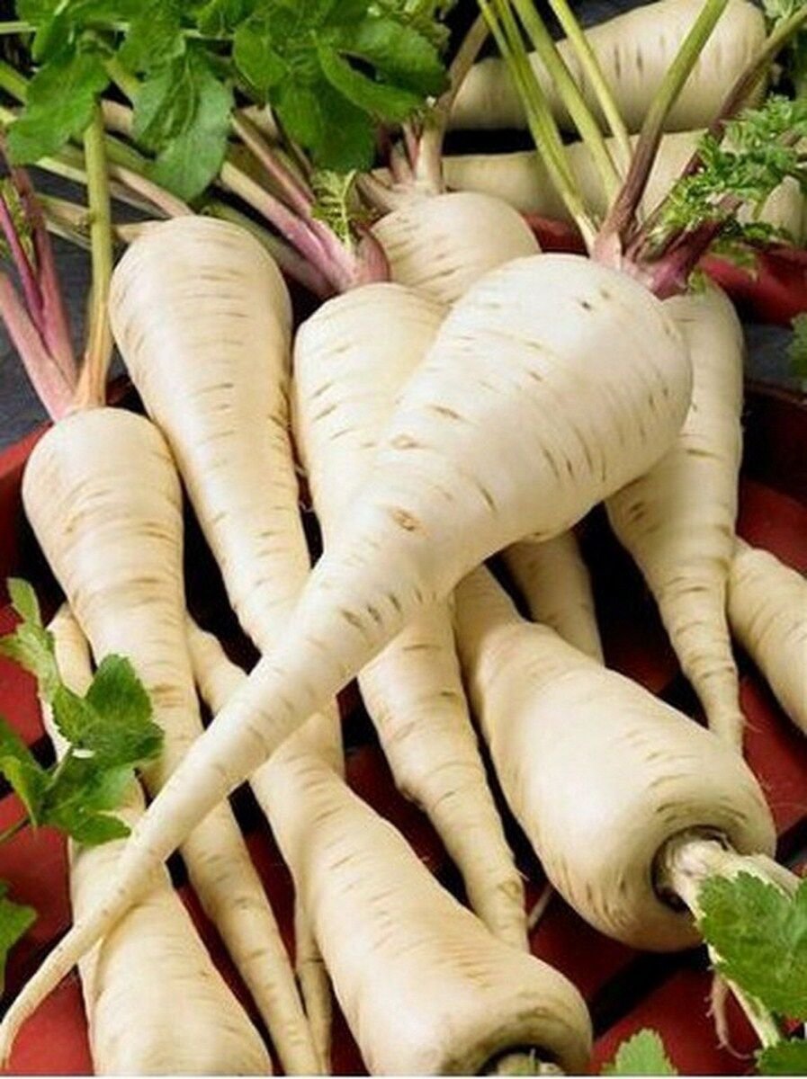 100 Seeds Parsnip- Early Harris