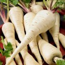 100 Seeds Parsnip- Early Harris