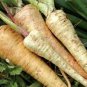 100 Seeds Parsnip- Hollow Crown