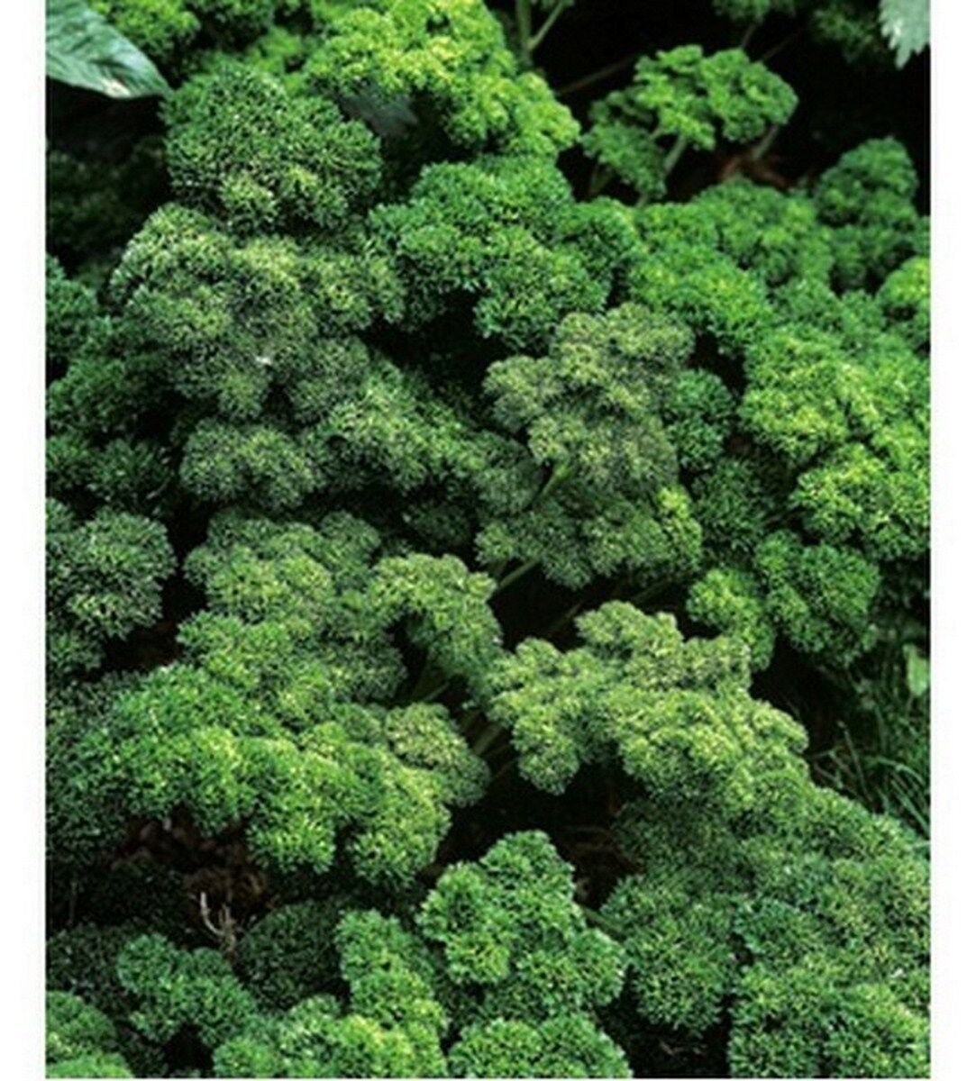 200 Seeds Parsley- Moss Curled