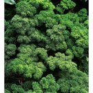 200 Seeds Parsley- Moss Curled