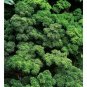 200 Seeds Parsley- Moss Curled