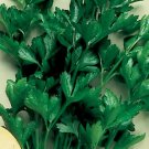 200 Seeds Parsley- Italian Flat Leaf