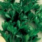200 Seeds Parsley- Italian Flat Leaf