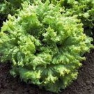 100 Seeds Lettuce- Black seeded Simson