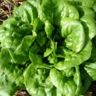 100 Seeds Lettuce- Buttercrunch