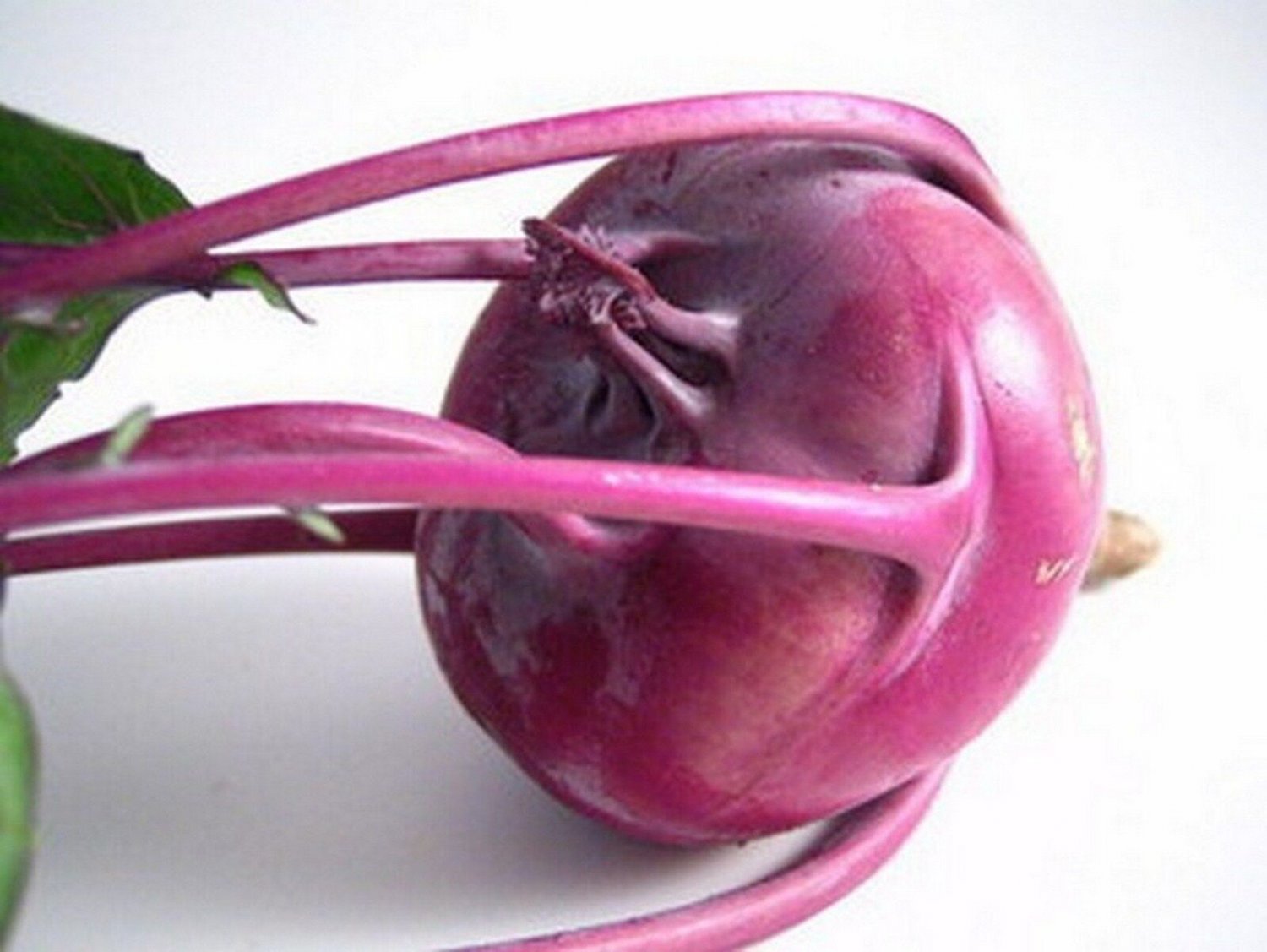 200 Seeds Kohlrabi- Purple Vienna