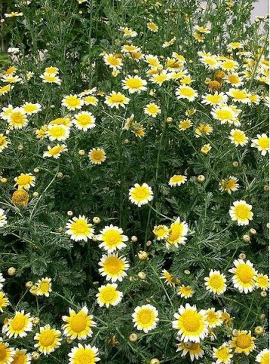 200 Seeds Garland Daisy