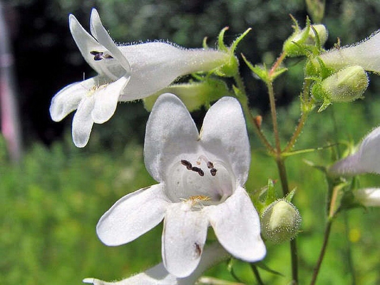 100 Seeds Foxglove- White Beardtongue