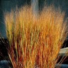 250 Seeds Dacotah Swith Grass