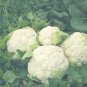 100 Seeds Cauliflower- Snowball