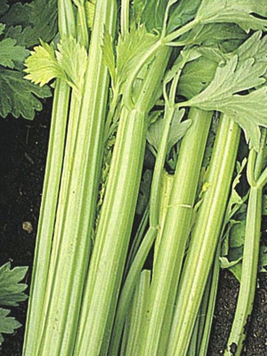 200 Seeds Celery- Golden Pascal