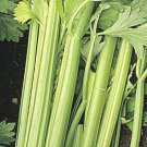 200 Seeds Celery- Golden Pascal