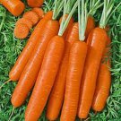 200 Seeds Carrot- Scarlet Nantes