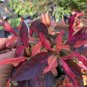 Live Plant Alternanthera Josephâs Coat Pink Bees Butterfly Organic