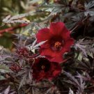 Cranberry Hibiscus Burgundy Tree Maple Leaf Hibiscus Acetosella Tea plant