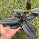4" Pot Ficus Tree Live Burgundy India Rubber Plant an Old Favorite Easy to Grow