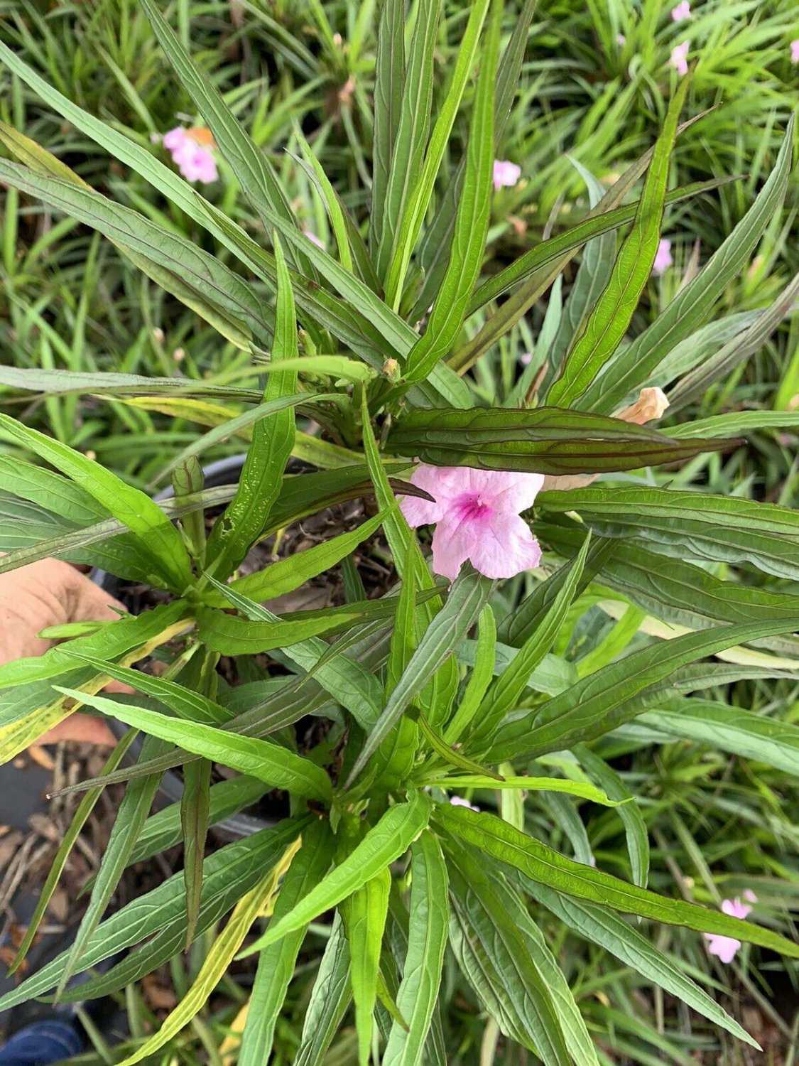 Ground Cover Pink KATY Baby Dwarf Mexican Petunia Ruellia Plant Perennial