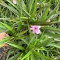 Ground Cover Pink KATY Baby Dwarf Mexican Petunia Ruellia Plant Perennial