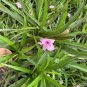 Ground Cover Pink KATY Baby Dwarf Mexican Petunia Ruellia Plant Perennial