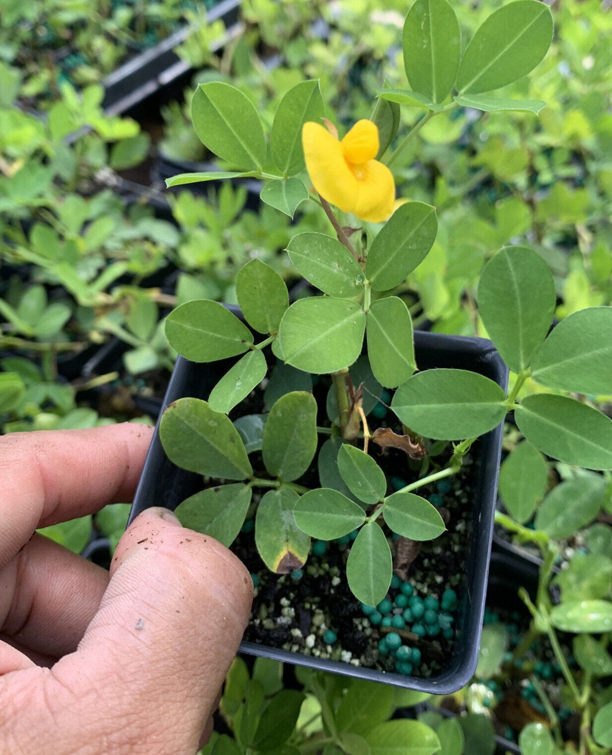 Live Plant EcoTurf Perennial Peanut Grass Drought Tolerant Low