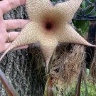 6+” Long Giant Star Cactus Gigantea Mature Fresh Cut No Roots Organic
