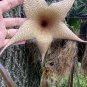 1 Cutting Cactus Big Stapelia Gigantea Carrion Starfish Flower