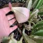 1 Cutting Cactus Big Stapelia Gigantea Carrion Starfish Flower