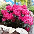 15 seeds/pack Rare Azalea Hardy Red Rhododendron seeds 5 pack